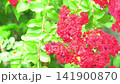 Branches and flowers sway in the breeze of the bright red crape myrtle trees. The lush natural surroundings in the garden under the bright sunlight. 141900870