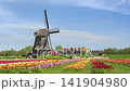 Volendam Netherlands time lapse at Windmill De Kathammer and tulip field 141904980