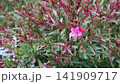 Delicate pink Gaura lindheimeri Rubra, also known as bee blossom, butterfly gaura, wandflower and Oenothera lindheimeri, sways in the breeze against colorful foliage with copy space. 141909717