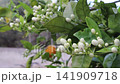 Abundant white orange tree buds sway gently in the breeze with a ripe orange fruit visible in the background. A natural citrus orchard scene for seasonal, botanical and food concepts. 141909718
