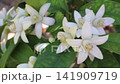 Abundant clusters of fragrant orange blossoms sway in the breeze, their weight bending the branches as dappled sunlight plays across flowers and glossy leaves. Ideal for citrus, neroli and perfume con 141909719