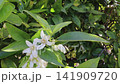 Closeup of an orange blossom cluster with delicate flowers, buds and leaves illuminated by dancing sunlight. Ideal for neroli, perfume, spring, citrus and botanical concepts. 141909720