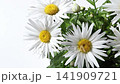 Closeup bouquet of white daisies with yellow centers gently moving in a light draft against a bright background with generous copy space. Ideal for floral, spring and lifestyle concepts. 141909721