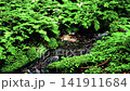 瀞川平湿原の小川のせせらぎ(音声なし) 瀞川平湿原の小川のせせらぎ(音声なし) 141911684