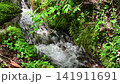 瀞川平湿原の小川のせせらぎ(音声なし) 瀞川平湿原の小川のせせらぎ(音声なし) 141911691