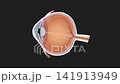 Human Eye Anatomy and Focusing Mechanism Animation Lens Accommodation, Retina Function, Light Refraction, Vision Science, Medical Education, 2D and 3D Visualization 141913949