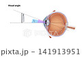 Human Visual Field Animation Eye Anatomy, Field of View, Peripheral Vision, Vision Science, Ophthalmology, Optometry, Medical Education, 2D and 3D Animation 141913951