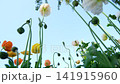 Poppies swaying in the wind under the blue sky, and insects flitting about. 141915960