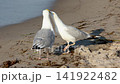 Two seagulls interact on sandy Baltic Sea shoreline, walking, calling and spreading wings beside gentle surf. Slow motion footage captures coastal wildlife behavior flight and summer beach atmosphere 141922482