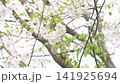A view of cherry blossoms in full bloom swaying in the spring breeze. 141925694