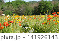 A spring flower field where colorful poppies sway in the wind. 141926143