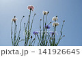 Small, colorful flowers swaying in the wind against a blue sky. 141926645