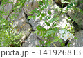 White flowers and young leaves swaying in the wind against a backdrop of a stone wall. 141926813
