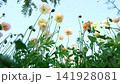 A landscape featuring poppies gazing up at the blue sky and plants swaying in the wind. 141928081