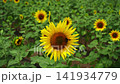 A sunflower field and a summer breeze 141934779