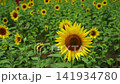 A sunflower field and a summer breeze 141934780