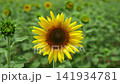 A sunflower field and a summer breeze 141934781