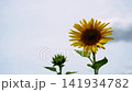 A sunflower field and a summer breeze 141934782