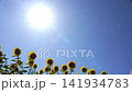 Sunflowers in backlight and a clear blue sky (copy space) 141934783