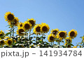 Sunflowers in backlight and a clear blue sky (copy space) 141934784