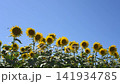 Sunflowers in backlight and a clear blue sky (copy space) 141934785