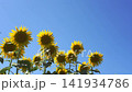 Sunflowers in backlight and a clear blue sky (copy space) 141934786