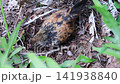 Nakhon Pathom, THAILAND - July 15, 2026: The meerkat was busy digging in the sand at Dubua Cafe Farm this farm is very famous for tourist at Nakhonchai Si, Nakhon Pathom, Thailand 141938840