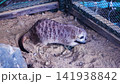 Nakhon Pathom, THAILAND - July 15, 2026: The meerkat was busy digging in the sand at Dubua Cafe Farm this farm is very famous for tourist at Nakhonchai Si, Nakhon Pathom, Thailand. 141938842