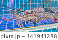 Live spiny lobsters in a glass water tank 141943288