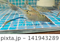 4K Live giant river prawns swimming inside glass aquarium tank 141943289