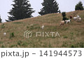 A cow with seven white calves, which had been grazing on a grassy mountain slope, runs down the hill to take shelter in the forest from the heavy rain. 141944573