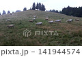White cattle which had been grazing on a grassy mountain slope, walks down the hill to take shelter in the forest from the heavy rain. 141944574