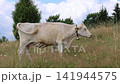 White cow grazes on a grassy hillside. It has yellow ear tags and a bell around its neck. The cow stands still, then lowers its head to eat grass. Tall grass and wildflowers surround it 141944575