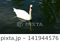 White swan glides calm green waters. Reflection mirrors its graceful motion. Curved neck dips as it swims serene. Ripples disturb still surface around. Swan moves slowly through tranquil pond 141944576