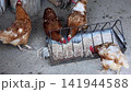 Brown chickens eat from a metal feeder. They peck at feed on a rustic farm. The scene is outdoors, near wooden structures 141944588