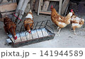Brown chickens eat from a metal feeder. They peck at feed on a rustic farm. The scene is outdoors, near wooden structures 141944589