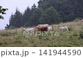 A cow with seven white calves, which had been grazing on a grassy mountain slope, walking down the hill to take shelter in the forest from the heavy rain. 141944590