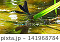 A black-winged damselfly perches on the grass in a shallow stream, spreading its wings. 141968784