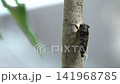 [With audio] A cicada perches on a tree branch and chirps 141968785
