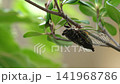 [Audio available] A cicada moves while perched on a tree branch and making noise. 141968786