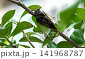 [With audio] A cicada perches on a tree branch and chirps 141968787