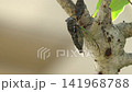 [With audio] A cicada perches on a tree branch and chirps 141968788