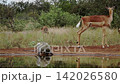 Vervet monkey in Greater Kruger National park, South Africa 142026580