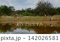 Vervet monkey in Greater Kruger National park, South Africa 142026581