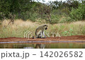 Vervet monkey in Greater Kruger National park, South Africa 142026582