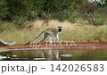 Vervet monkey in Greater Kruger National park, South Africa 142026583