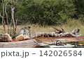 Vervet monkey in Greater Kruger National park, South Africa 142026584