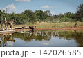 Chacma baboon in greater Kruger National park, South Africa 142026585