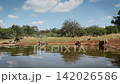 Chacma baboon in greater Kruger National park, South Africa 142026586