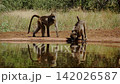 Chacma baboon in greater Kruger National park, South Africa 142026587